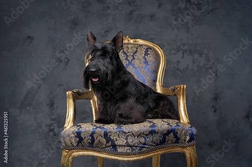 Foto Adorable scottish terrier dog sitting on luxurious armchair