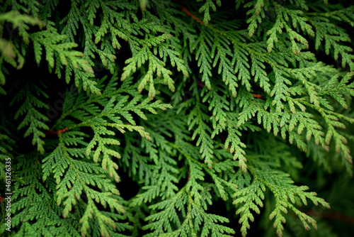 Close up of green leaves of Thuja tree on dark background.