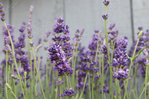 Closeup of adorable Lavandula angustifolia Munstead flower with gray background photo