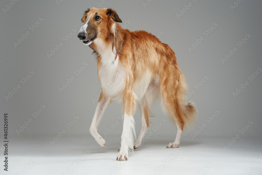 Pedigreed saluki dog with fluffy fur walking against grey background Pedigreed saluki dog with fluffy fur walking against grey background