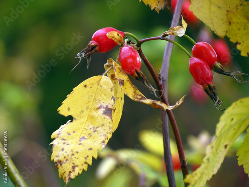red rose hips