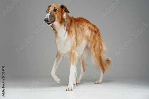 Pedigreed saluki dog with fluffy fur walking against grey background photo