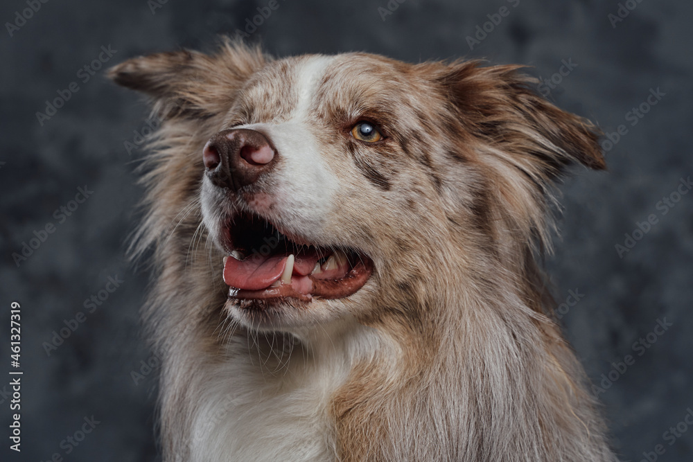 Furry pedigreed border collie dog against dark background