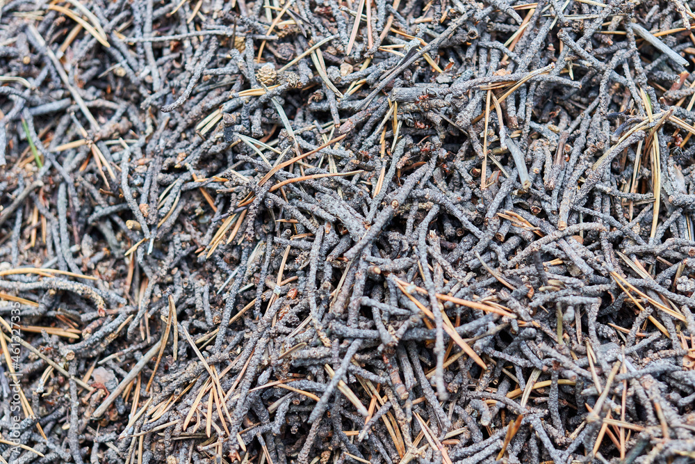 anthill in wild forest close up photo anthill in wild forest close up photo