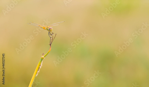 dragonfly on grass © VicenteManuel