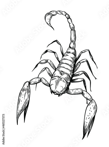 Scorpion sketch vector illustration. Black outline transparent background