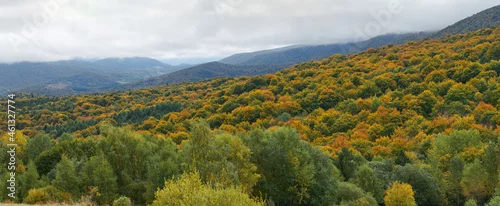 Fototapeta Jesień w Bieszczadach. Drzewa w kolorach złotym, czerwonym, zielonym, żółtym. Panorama.