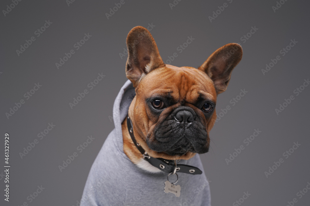 Purebred french bulldog doggy dressed in gray shirt