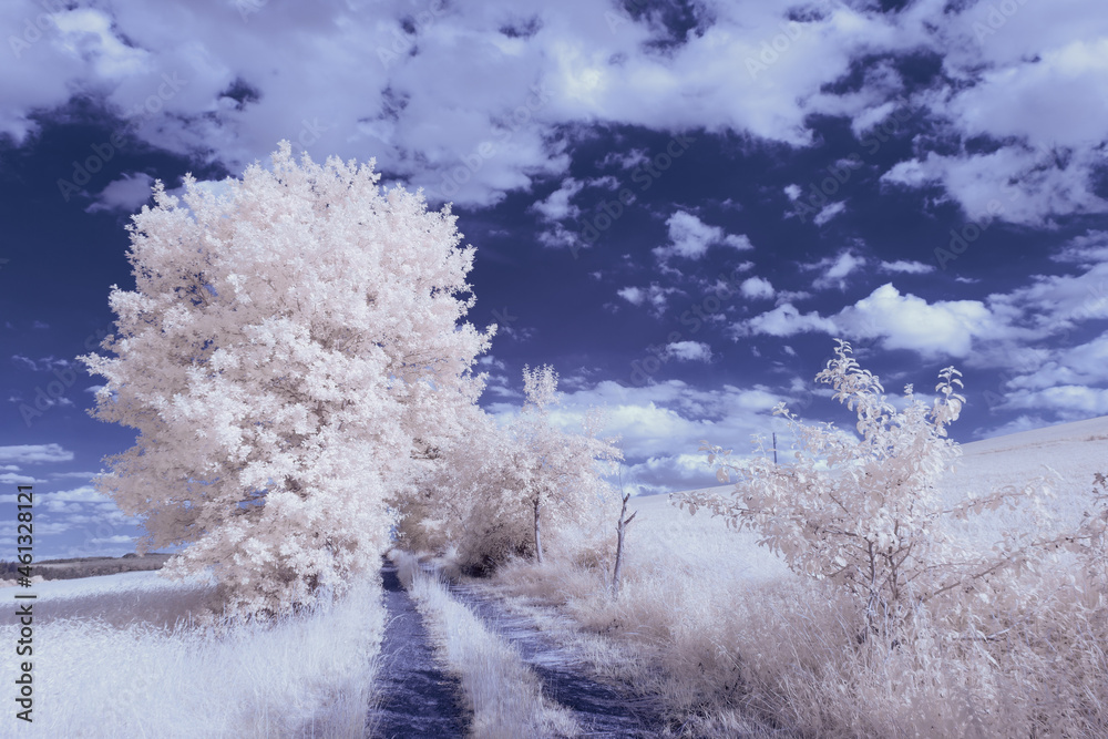 infrared photography - surreal ir photo of landscape with trees under cloudy sky - the art of our world and plants in the invisible infrared camera spectrum infrared photography - surreal ir photo of landscape with trees under cloudy sky - the art of our world and plants in the invisible infrared camera spectrum