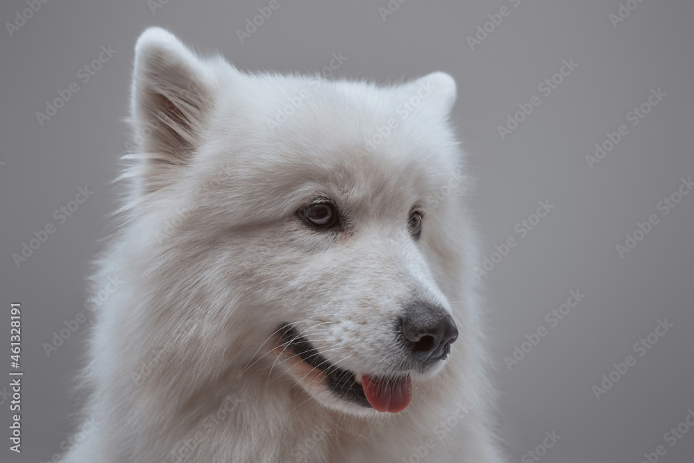 Headshot of white samoyed dog against gray background