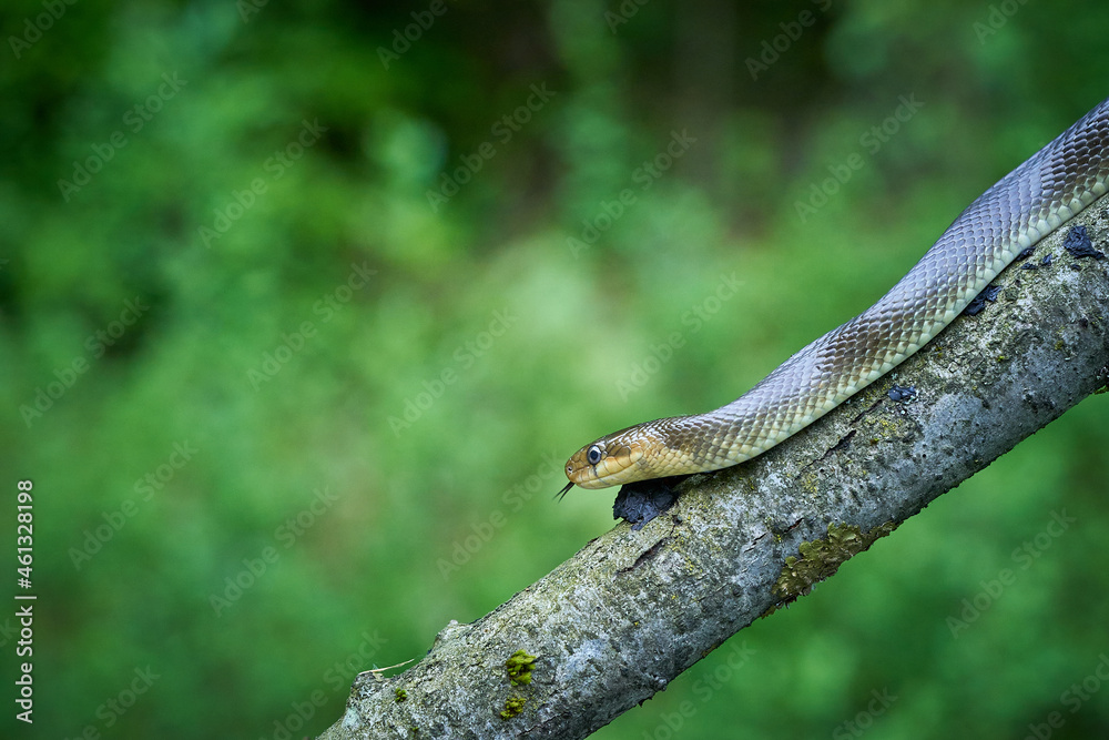 Aesculapean Snake (Zamenis longissimus) on the branch.
