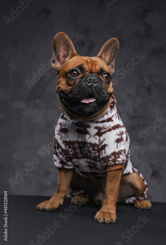 Fashion brown bulldog dressed in sweater against dark background