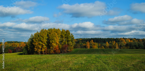 natural background with a tree on a green meadow