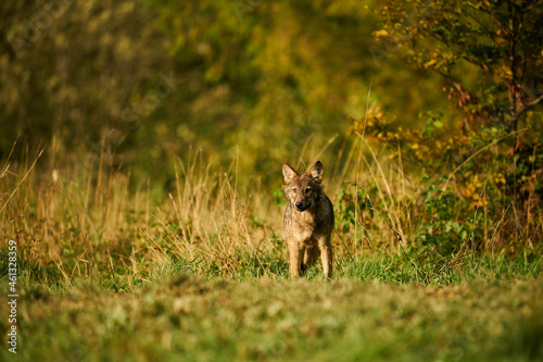 Gray wolf  Canis lupus  in the morning light.