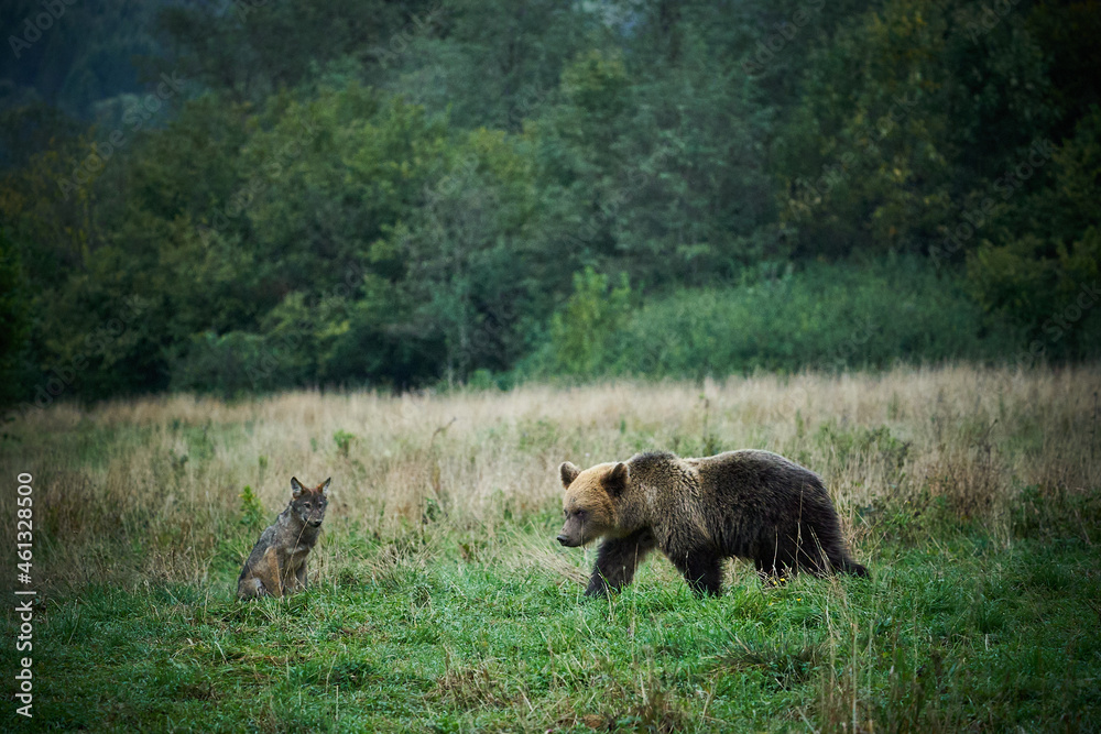 The wolf watches the brown bear.