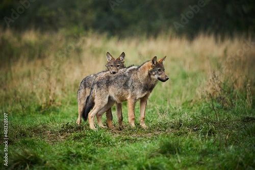 Two wolves - Canis lupus hidden in a meadow.