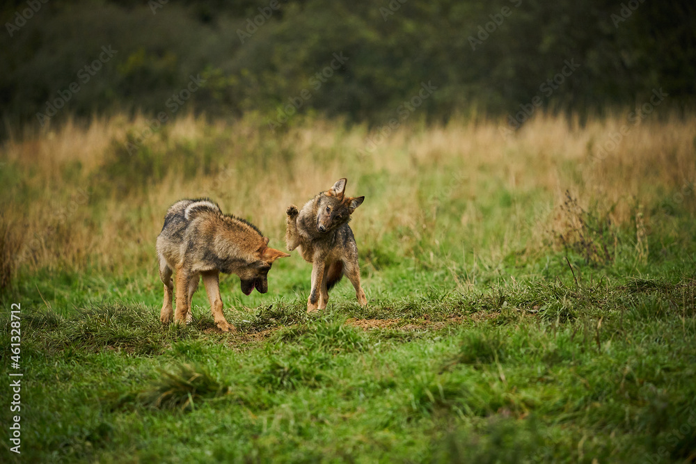 Gray wolf, Canis lupus, fight together in the morning light. Gray wolf, Canis lupus, fight together in the morning light.