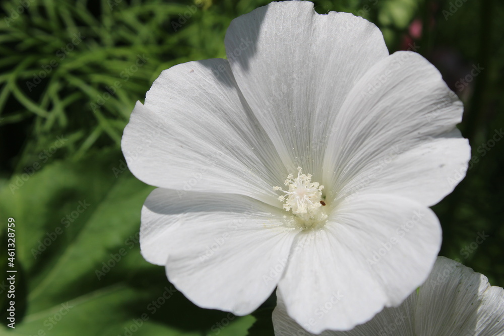 Fototapeta premium white hibiscus