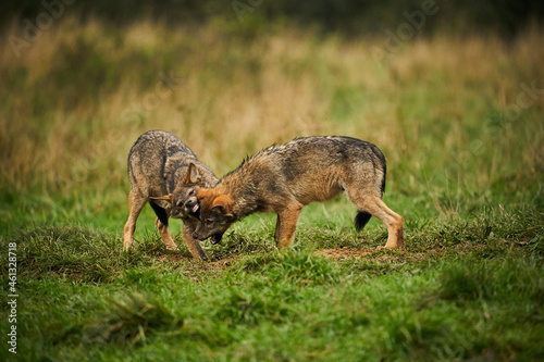 Gray wolf, Canis lupus, fight together in the morning light. © Martin