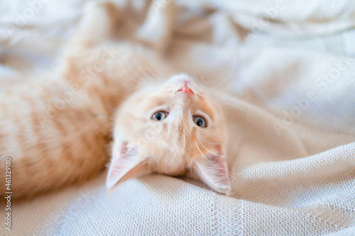 A red-haired kitten is lying on the bed