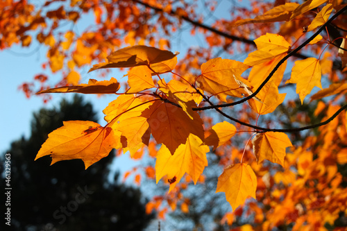 Close-up of the maple branches with orange leaves. Drummondii maple. Lat. Acer rubrum ssp. Drummondii (Nut.) E. Murray