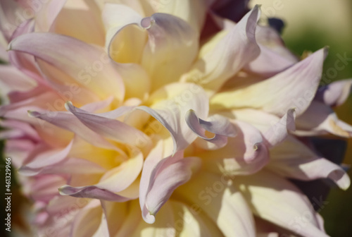 Creamy white fresh dahlia petals in the sunlight for natural background © Elena