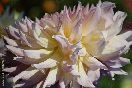 Creamy white fresh dahlia in the sunlight for natural background