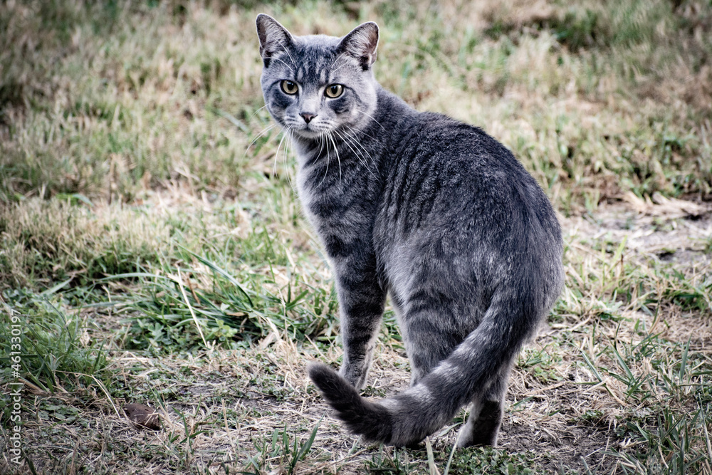 Tabby cat looking back at camera in tall grass Tabby cat looking back at camera in tall grass
