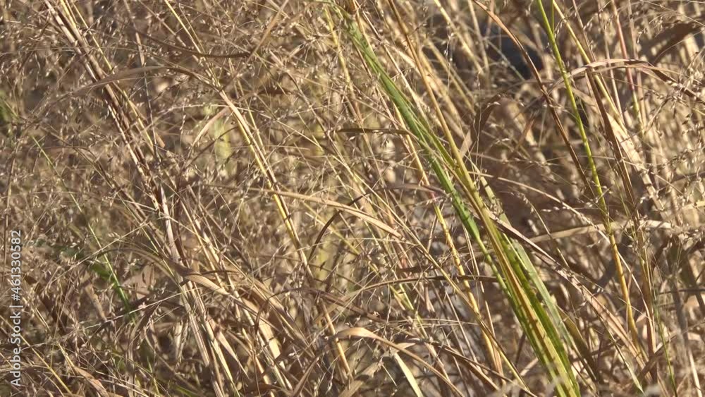 Dry herb of decorative millet fluctuates in the wind in sunny weather. Dry herb of decorative millet fluctuates in the wind in sunny weather.