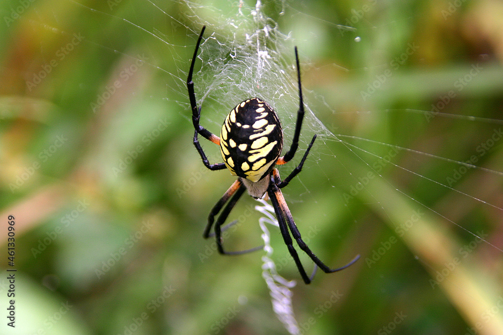 Black and Yellow Garden Spider Weaving Its Web Black and Yellow Garden Spider Weaving Its Web