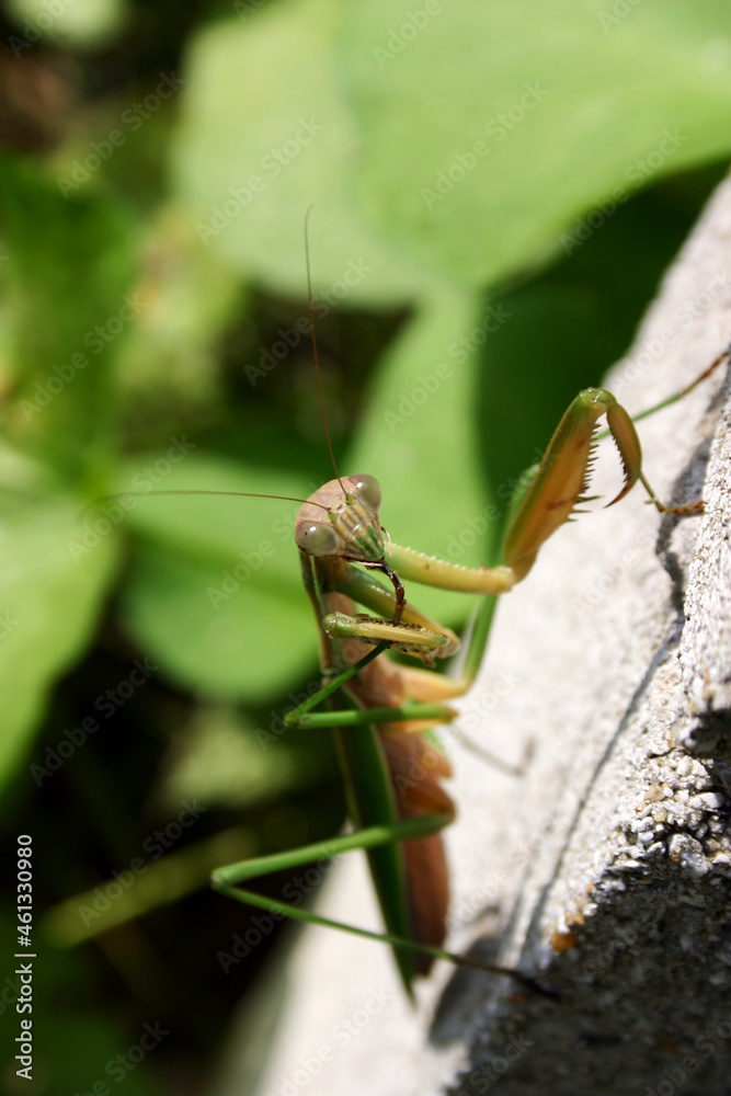 Praying Mantis Motionless Perched On Wall With Leg in Mouth Praying Mantis Motionless Perched On Wall With Leg in Mouth