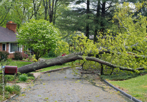 Tree Toppled By Storm Across Neighborhood Road