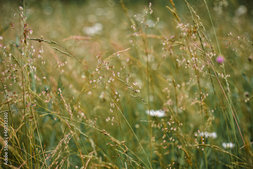 field grass, the background is softly blurred