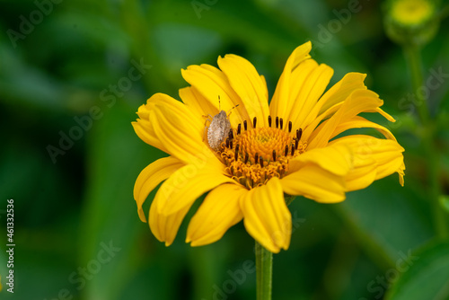 a small gray beetle sits on a yellow flower. High quality photo