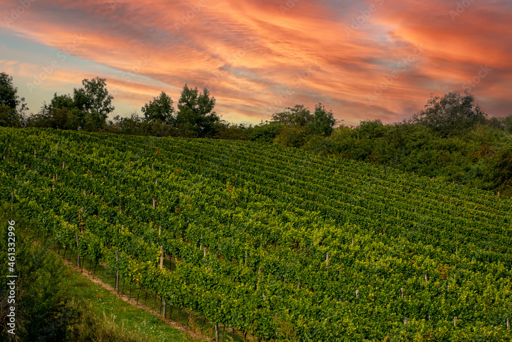 village in czech republic at sunset, grape field at sunset grape field, south moravia, czech landscape, vines field ready for harvest, restless picturesque sky