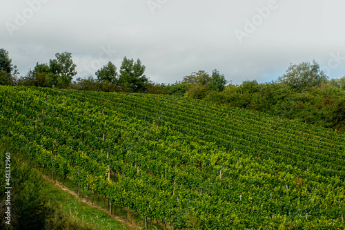 grape field  south moravia  czech landscape  vine field ready for harvest  beautiful landscape