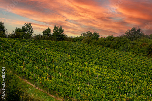village in czech republic at sunset  grape field at sunset grape field  south moravia  czech landscape  vines field ready for harvest  restless picturesque sky