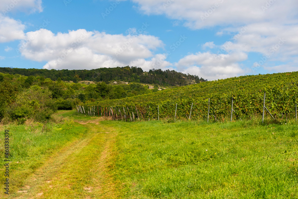 grape field, south moravia, czech landscape, vine field ready for harvest, beautiful landscape
