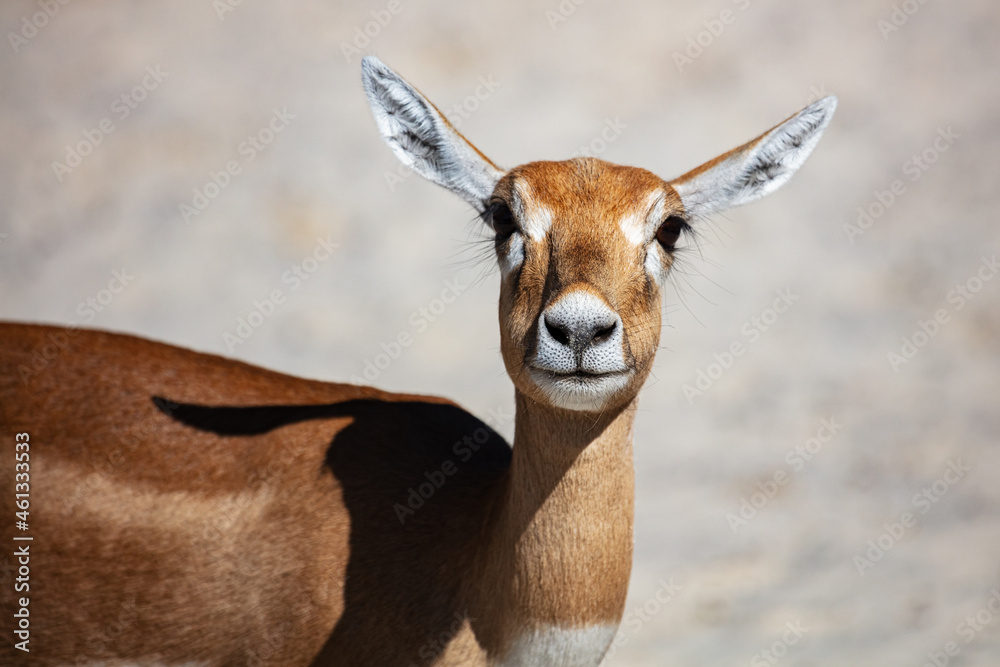 Obraz premium Blackbuck and indian antelope. Mammal and mammals. Land world and fauna. Wildlife and zoology.