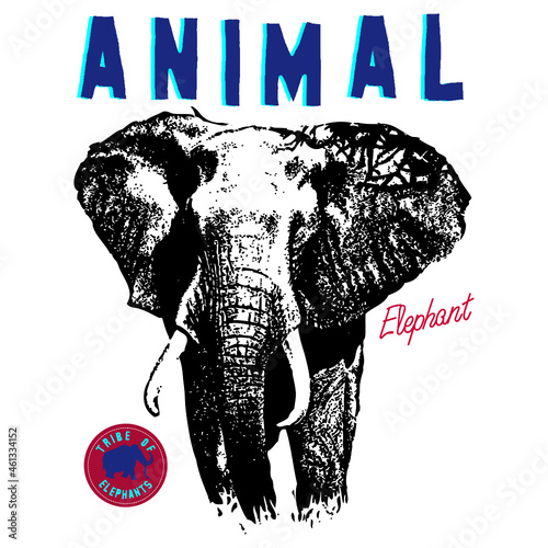elephant photo