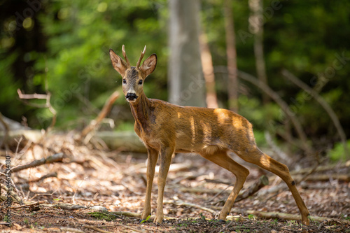 Young roe deer buck in forest. © Karel