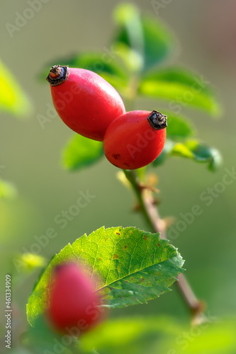 Rosa canina fruit. Rosehip bush in October. The rose hip in autumn. Berries on a bush.