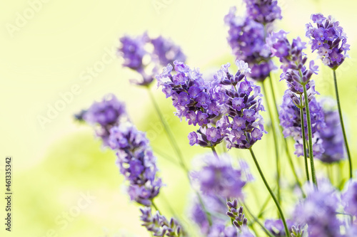 Soft and selective focus on lavender flower. Beautiful lavender in flower garden. Background  aromatic plant  beauty of spring nature