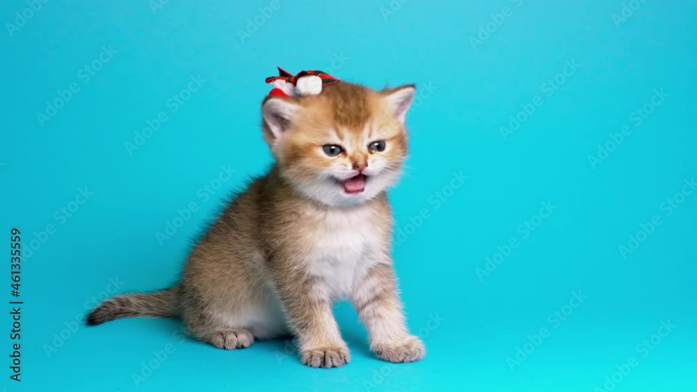 Cute kitty cat on pastel blue background Cute kitty cat on pastel blue background