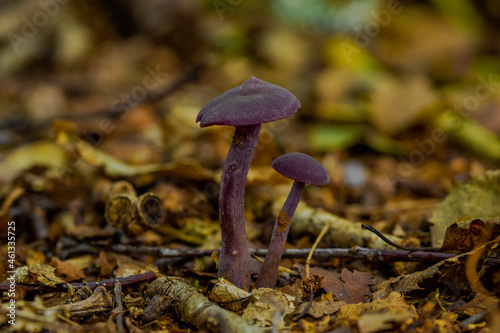 Amethyst deceiver mushroom photo