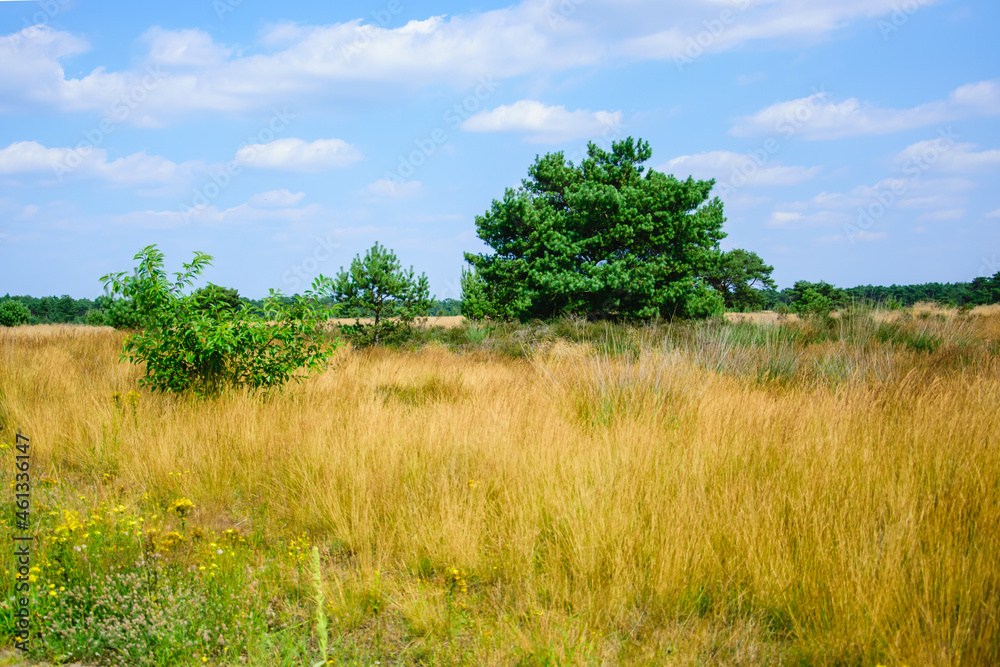 Nature landscape with a tree in the field, blue sky with clouds Nature landscape with a tree in the field, blue sky with clouds