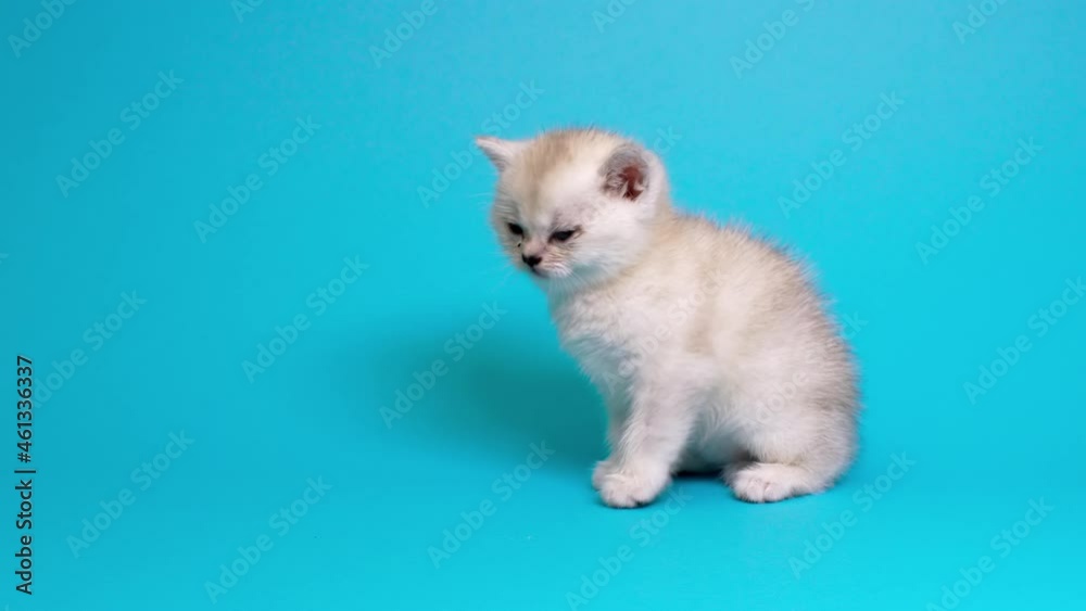 Cute little cat isolated on pastel blue background Cute little cat isolated on pastel blue background