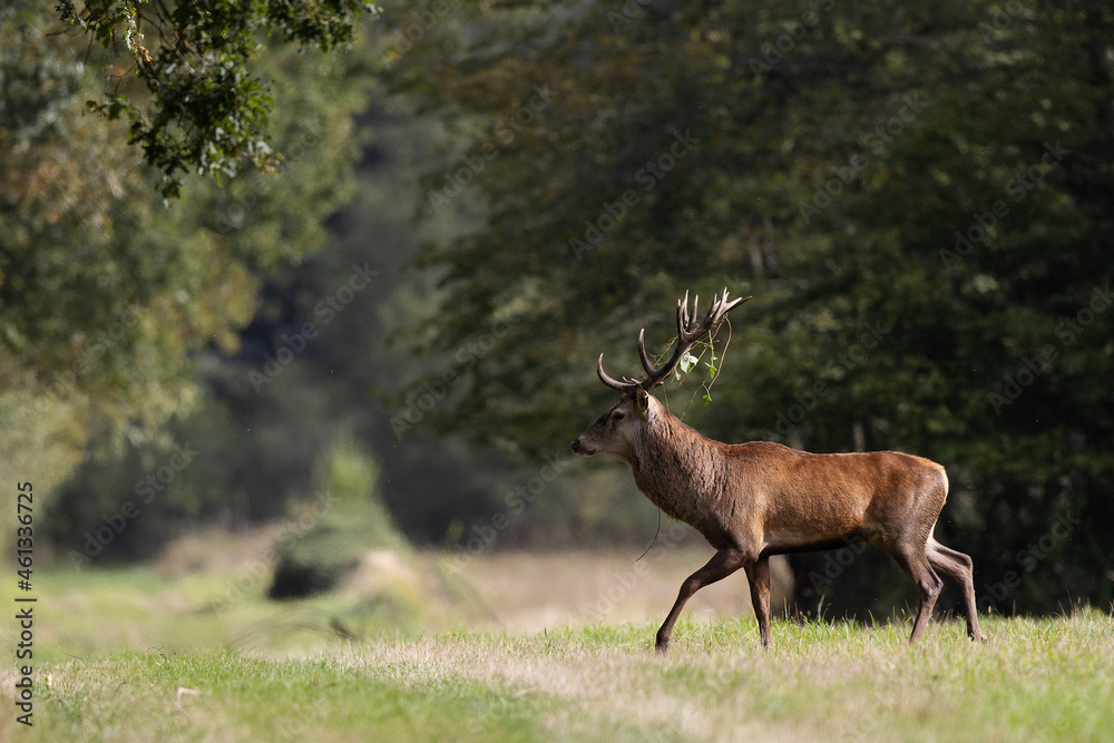 Fototapeta premium Stag Cervus elaphus in a European forest