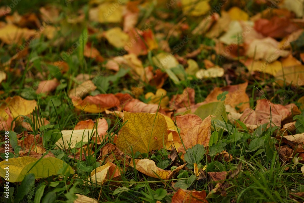 Autumn leaves on the grass in garden, yellow and golden leaves among green plants. Autumn leaves on the grass in garden, yellow and golden leaves among green plants.