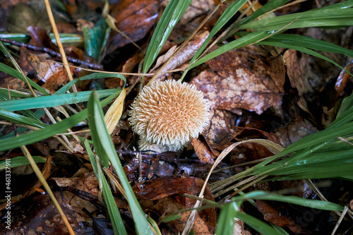 Wallpaper Mural Lycoperdon echinatum, puffball mushroom, spiny puffball, spring puffball. Torontodigital.ca
